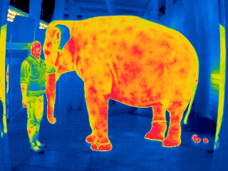 Thermographie Elefant und Mensch